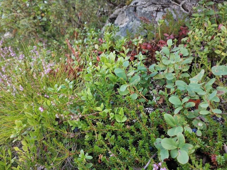 Na Er Vinteren Kommet Til Hallingdal Al Zewnętrze zdjęcie