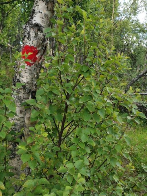 Na Er Vinteren Kommet Til Hallingdal Al Zewnętrze zdjęcie
